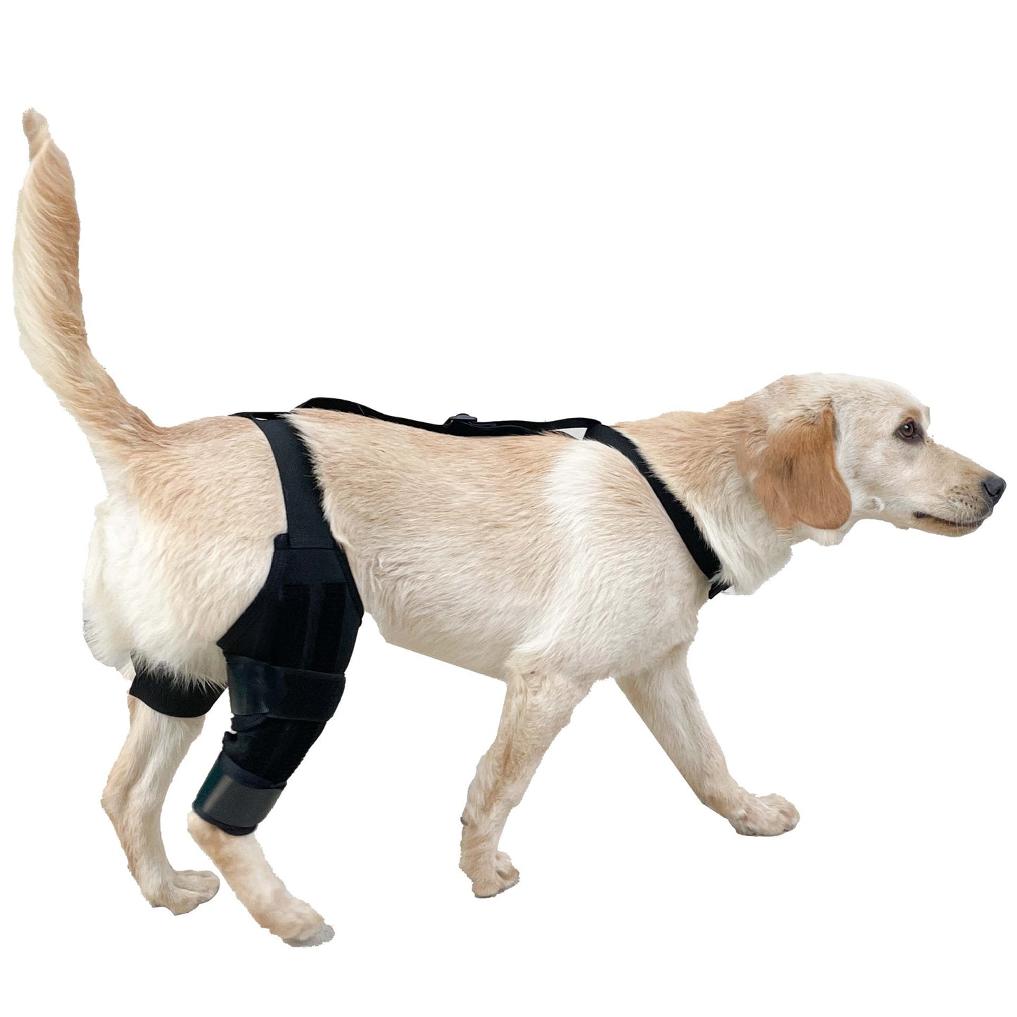 Leg Protector For Dogs Knee Brace Auxiliary Belt Joint Protection Pet Supplies Great Deal