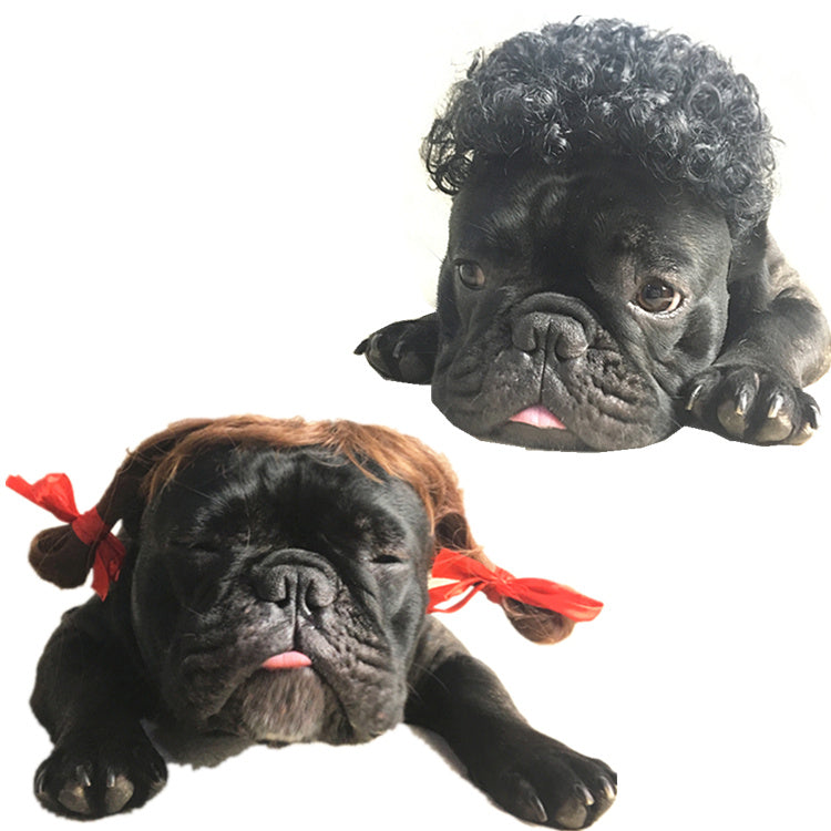 Pet dog and cat turned wig