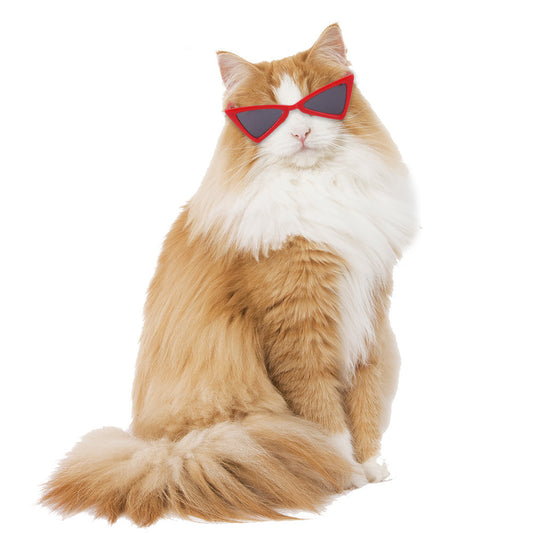 Funny Color Glasses Accessories For Dogs And Cats