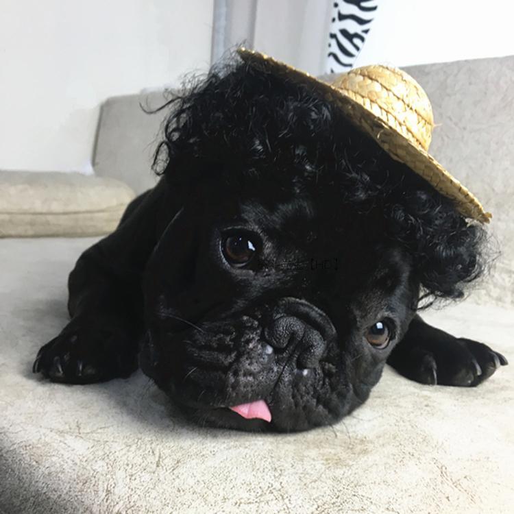 Pet dog and cat turned wig