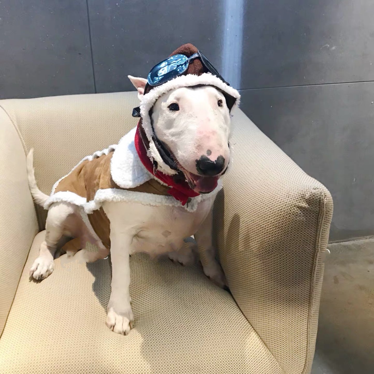 Pet Cross-dressing Red Scarf Flying Cap Set