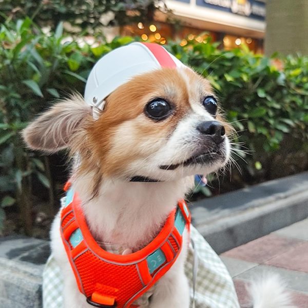 Pet Ride Motorcycle Safety Helmet