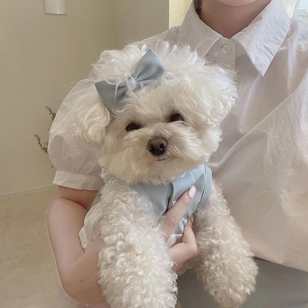 Lace Skirt Pet Dog Cat Skirt