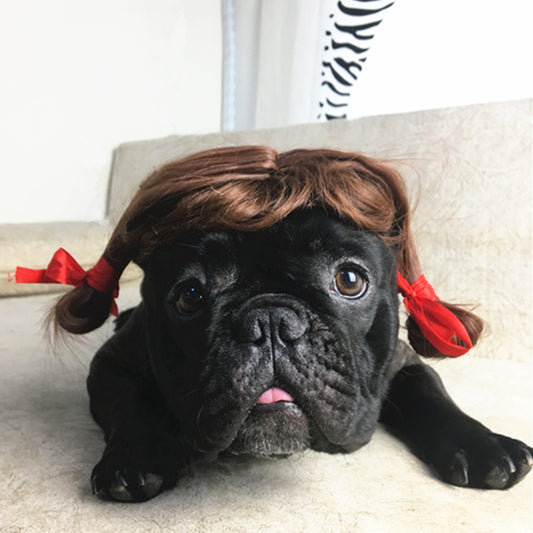 Pet dog and cat turned wig