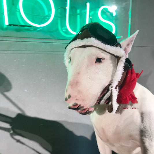 Pet Cross-dressing Red Scarf Flying Cap Set