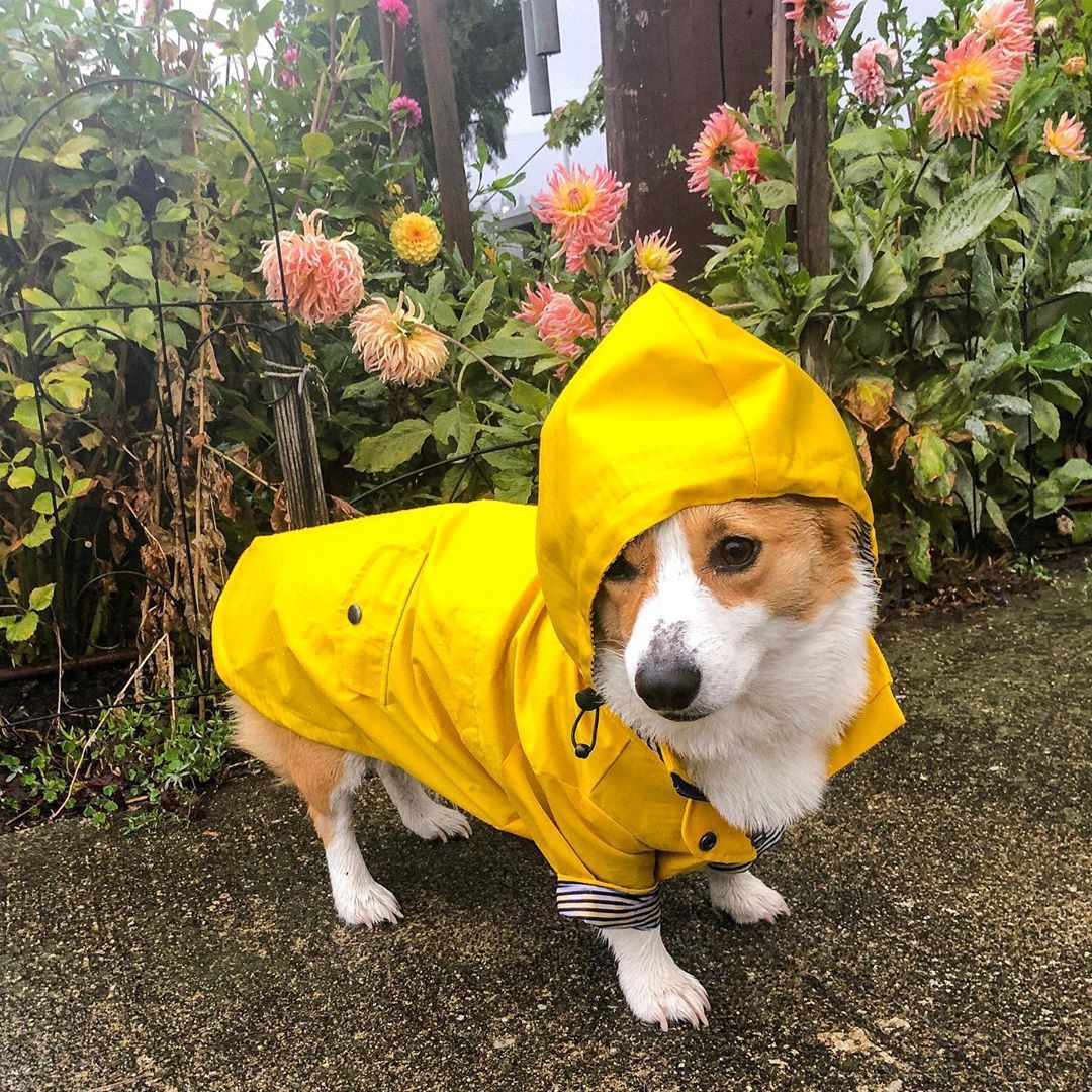 Windproof and rainproof pet jacket