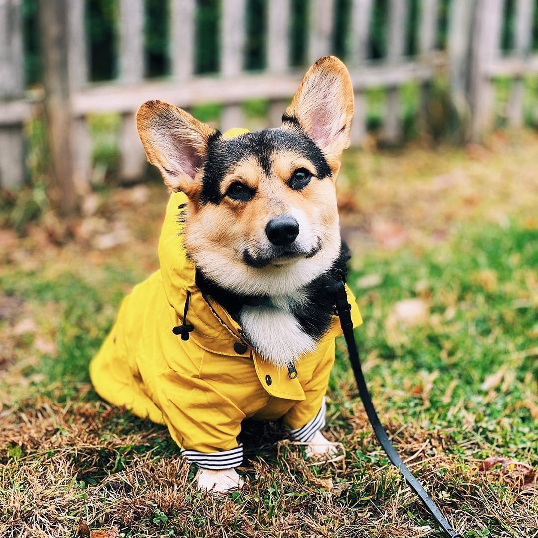 Windproof and rainproof pet jacket