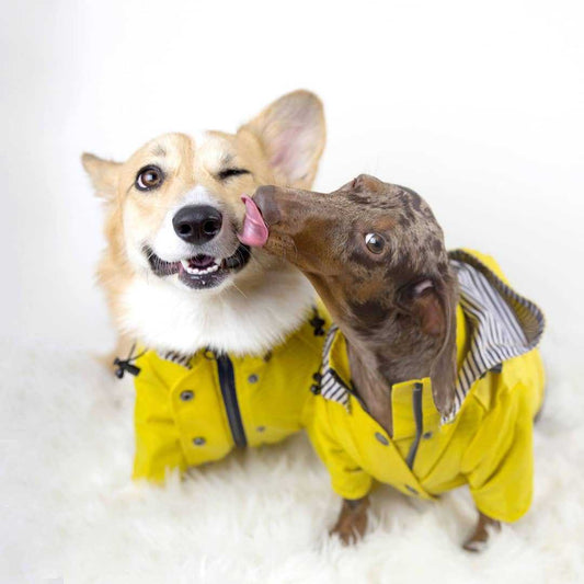Windproof and rainproof pet jacket