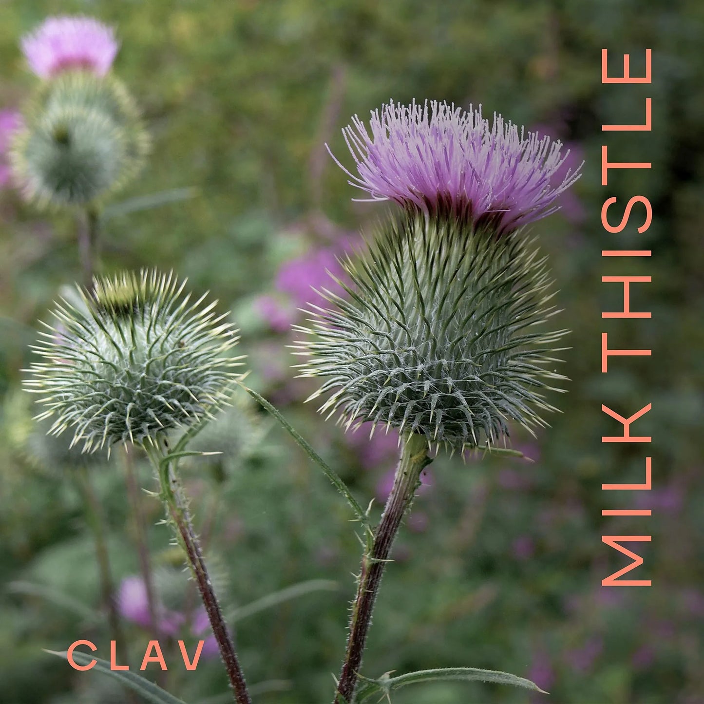 Organic Milk Thistle & Artichoke Extract Complex