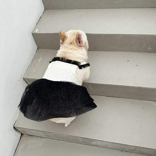 Pomeranian Small Dog Jarre Aero Bull Dress