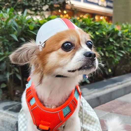 Pet Ride Motorcycle Safety Helmet