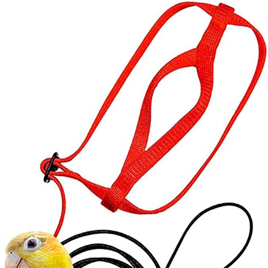 Parrot Flying With Flying Rope And Bird Harness
