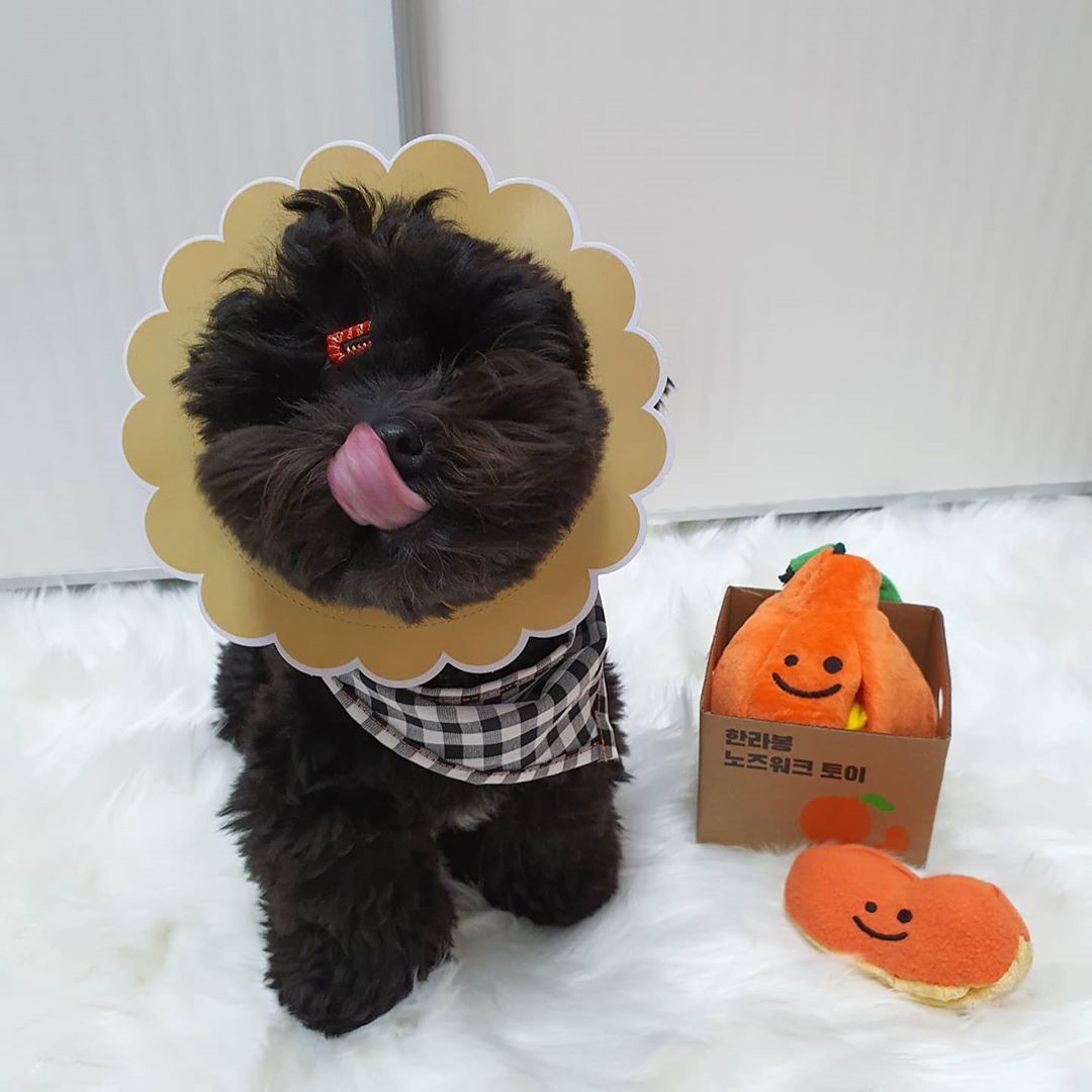 Ugly Orange Tibetan Food Toy Foreign Trade Original Single Dog Sounding Toy
