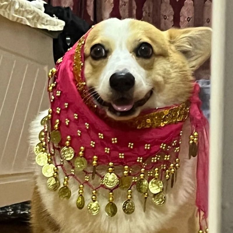 Belly Dance Fart Chain Sequined Waist Chain Enthusiastic Dog Fart Hip Scarf