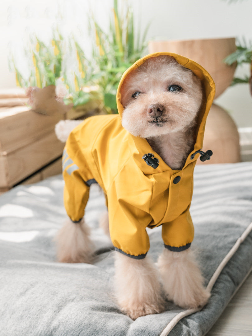 Teddy Schnauzer Bichon Poncho